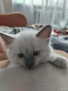 Котята невские маскарадные