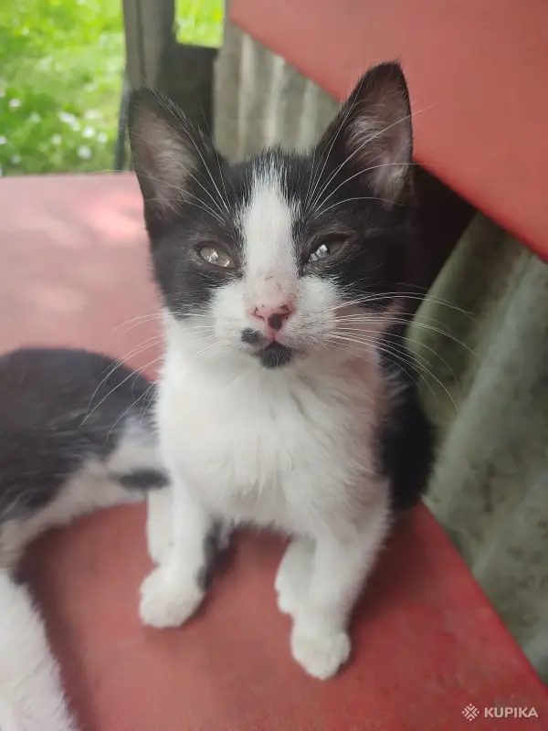 Котята