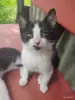Кошки - Котята - Вся Беларусь Котята - Вся Беларусь - 251571 - Доска объявлений Kupika.by