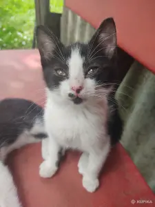 Котята