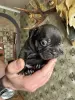 Собаки - Французский бульдог - Вся Беларусь - Фото 4 Французский бульдог - Вся Беларусь - 251648 - Доска объявлений Kupika.by - Фото 4