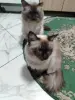 Котята невские маскарадные - Вся Беларусь - 251004 - Доска объявлений Kupika.by - Фото 8
