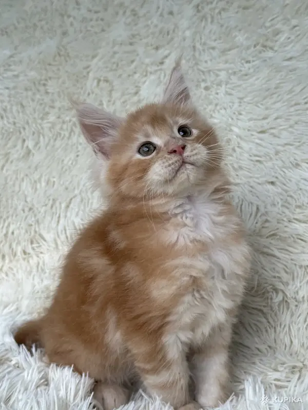 Кошки - Мейн-Кун котята - Вся Беларусь - Фото 6 Мейн-Кун котята - Вся Беларусь - 250701 - Доска объявлений Kupika.by - Фото 6