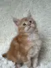 Кошки - Мейн-Кун котята - Вся Беларусь - Фото 6 Мейн-Кун котята - Вся Беларусь - 250701 - Доска объявлений Kupika.by - Фото 6