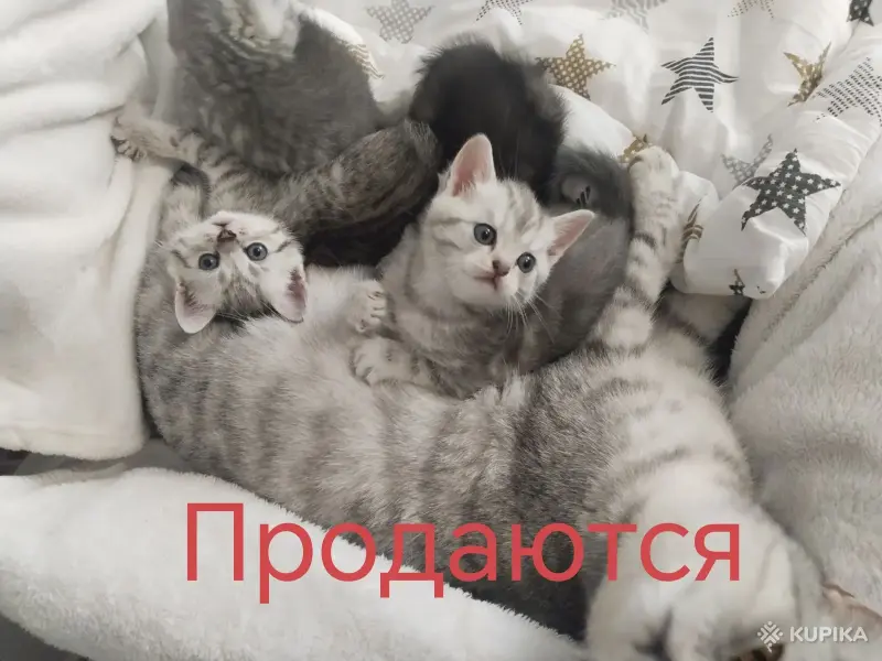 Шотландские мальчики, серый и черный - Вся Беларусь - 253213 - Доска объявлений Kupika.by - Фото 2