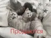 Шотландские мальчики, серый и черный - Вся Беларусь - 253213 - Доска объявлений Kupika.by - Фото 2