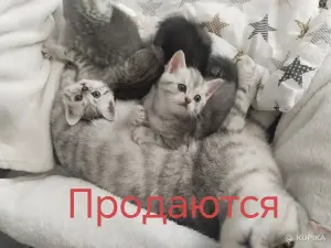 Шотландские мальчики, серый и черный