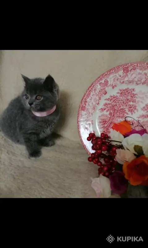Британские Котята