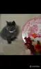 Кошки - Британские Котята - Вся Беларусь Британские Котята - Вся Беларусь - 252184 - Доска объявлений Kupika.by