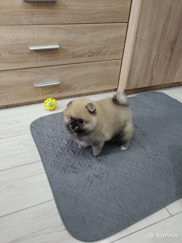 Щенок померанского шпица