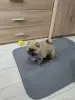 Щенок померанского шпица - Вся Беларусь - 251811 - Доска объявлений Kupika.by