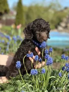 Карликовый пудель