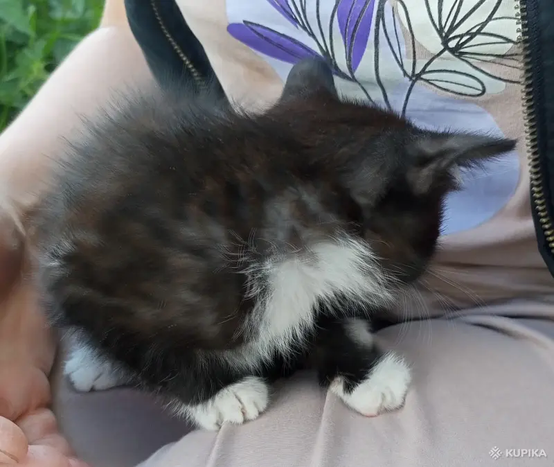 Котята - Вся Беларусь - 251484 - Доска объявлений Kupika.by - Фото 5