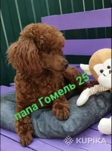 Той-пудель