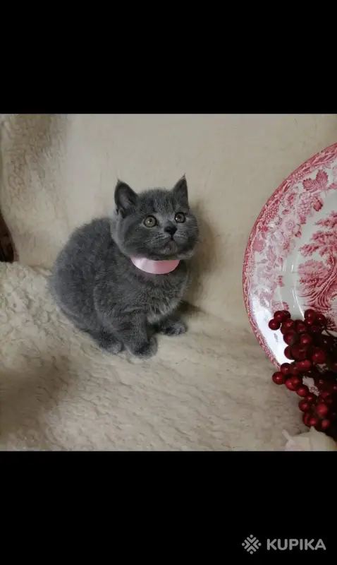 Кошки - Британские Котята - Вся Беларусь - Фото 5 Британские Котята - Вся Беларусь - 252184 - Доска объявлений Kupika.by - Фото 5