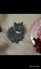 Кошки - Британские Котята - Вся Беларусь - Фото 5 Британские Котята - Вся Беларусь - 252184 - Доска объявлений Kupika.by - Фото 5