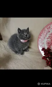 Британские Котята