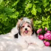 Бивер щенок - Вся Беларусь - 251763 - Доска объявлений Kupika.by - Фото 3