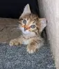 Кошки - кошечка котенок - Вся Беларусь кошечка котенок - Вся Беларусь - 251443 - Доска объявлений Kupika.by