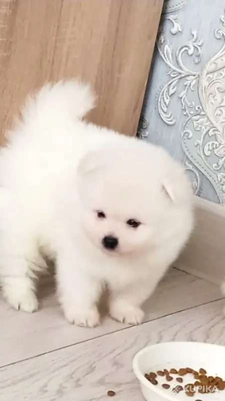 Белый померанский шпиц