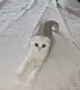 Шотландские котята - Вся Беларусь - 251744 - Доска объявлений Kupika.by