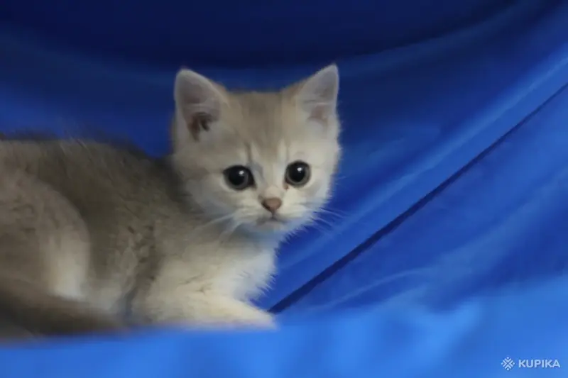 Кошки - Шотландские котята - Вся Беларусь - Фото 5 Шотландские котята - Вся Беларусь - 252149 - Доска объявлений Kupika.by - Фото 5