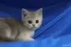 Кошки - Шотландские котята - Вся Беларусь - Фото 5 Шотландские котята - Вся Беларусь - 252149 - Доска объявлений Kupika.by - Фото 5