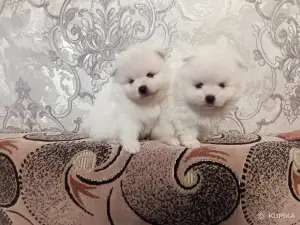 Щенки белого померанского шпица