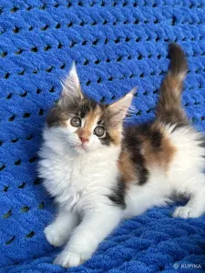 Мейн-кун котята