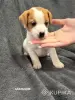 Щенки Джек Рассел терьера - Вся Беларусь - 251785 - Доска объявлений Kupika.by