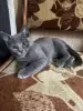 Кошки - Котята в дар - Вся Беларусь - Фото 5 Котята в дар - Вся Беларусь - 252024 - Доска объявлений Kupika.by - Фото 5