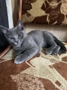 Котята в дар