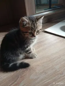 Котята