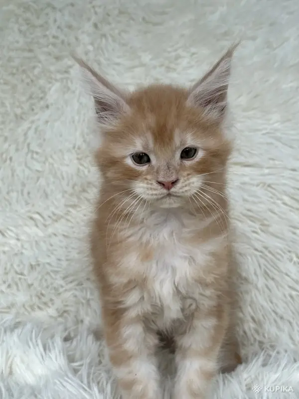 Кошки - Мейн-Кун котята - Вся Беларусь - Фото 7 Мейн-Кун котята - Вся Беларусь - 250701 - Доска объявлений Kupika.by - Фото 7