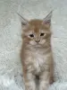 Кошки - Мейн-Кун котята - Вся Беларусь - Фото 7 Мейн-Кун котята - Вся Беларусь - 250701 - Доска объявлений Kupika.by - Фото 7