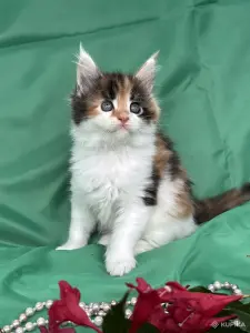 Мейн-кун котята