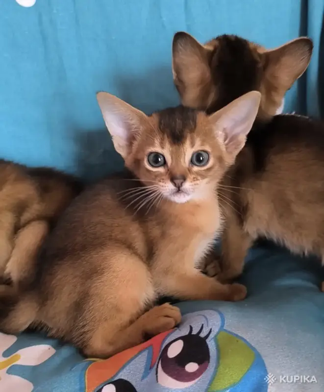 Абиссинкие чистопородные котята