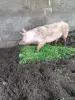 Продаётся свинья 4месяц - Вся Беларусь - 253182 - Доска объявлений Kupika.by