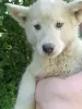 Щенки - Вся Беларусь - 252504 - Доска объявлений Kupika.by - Фото 4