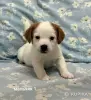 Щенки Джек Рассел терьера - Вся Беларусь - 251785 - Доска объявлений Kupika.by - Фото 4