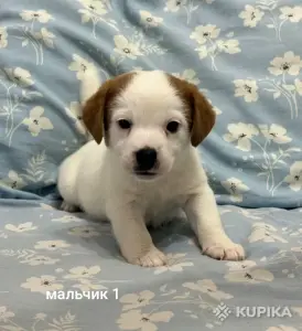 Щенки Джек Рассел терьера