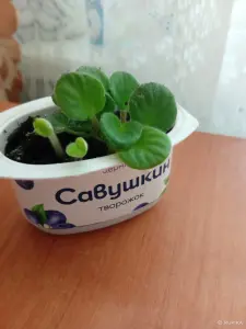 Детка фиалки
