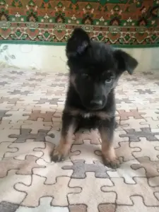Щенки немецкой овчарки
