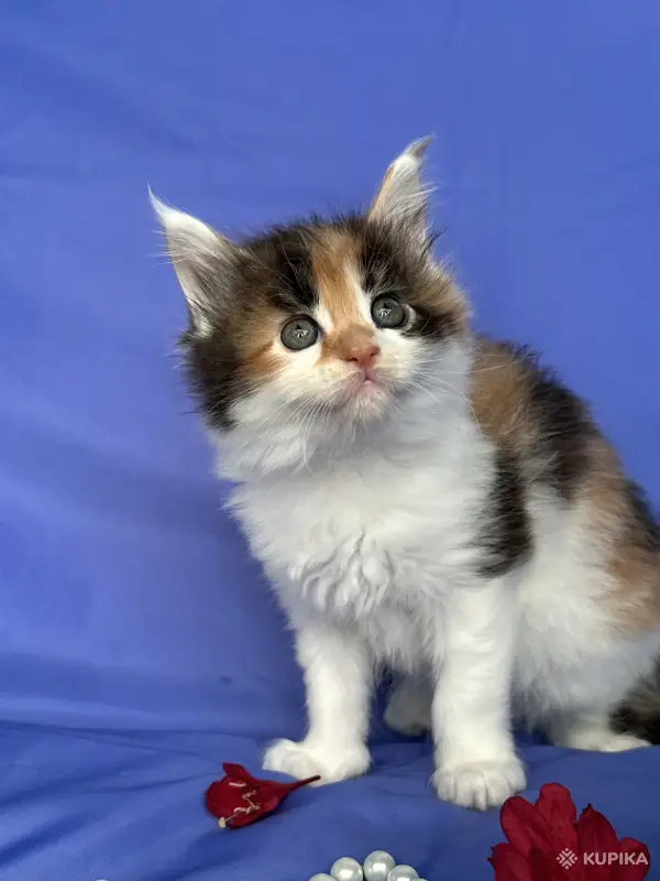 Кошки - Мейн-кун котята - Вся Беларусь - Фото 10 Мейн-кун котята - Вся Беларусь - 252096 - Доска объявлений Kupika.by - Фото 10