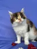 Кошки - Мейн-кун котята - Вся Беларусь - Фото 10 Мейн-кун котята - Вся Беларусь - 252096 - Доска объявлений Kupika.by - Фото 10