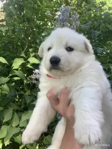 Щенки Белой Швейцарской Овчарки