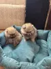 Собаки - Щенки померанский шпиц - Вся Беларусь - Фото 3 Щенки померанский шпиц - Вся Беларусь - 252658 - Доска объявлений Kupika.by - Фото 3