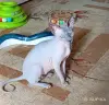 Канадский сфинкс кошка - Вся Беларусь - 251792 - Доска объявлений Kupika.by
