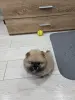 Щенок померанского шпица - Вся Беларусь - 251811 - Доска объявлений Kupika.by - Фото 2