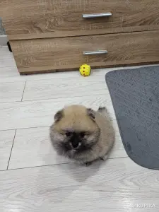 Щенок померанского шпица